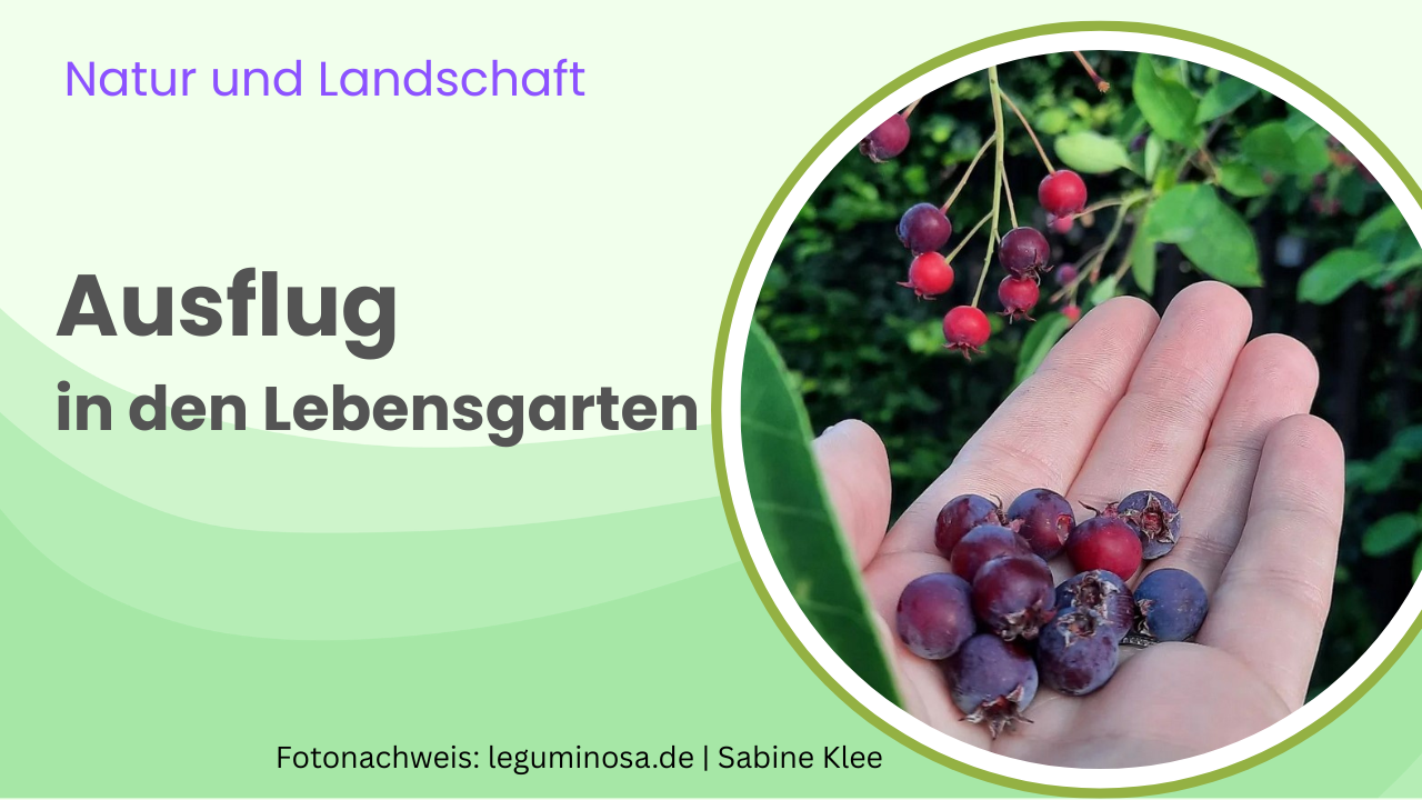 Ausflug in den Lebensgarten. Foto mit Hand zeigt frische Beeren.